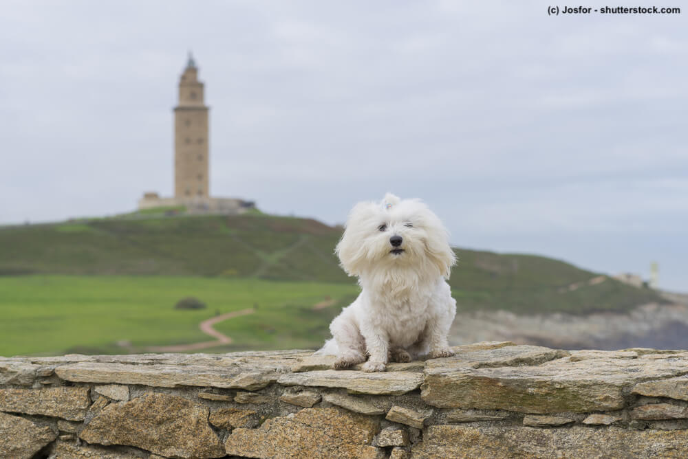 Ein Malteser sitzt auf einer Mauer, im Hintergrund unscharf ein Turm. Die Beschriftung lautet: Malteser kannst du aufgrund ihrer kleinen Größe und dem unkomplizierten Wesen recht einfach mit in den Urlaub nehmen.