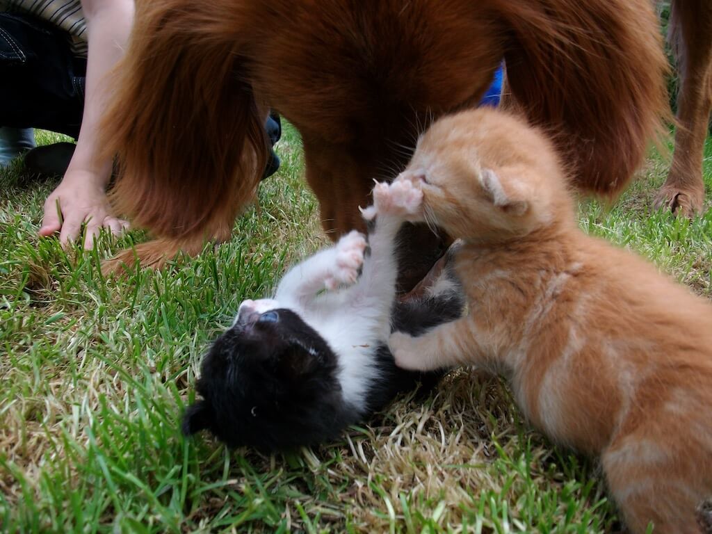 Die Massage des Bauches von Katzenkindern ist extrem wichtig