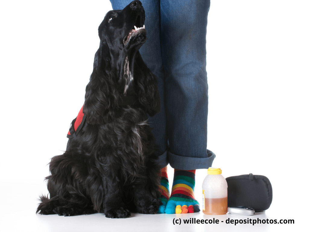 Medizinische Warnhunde können Lebensretter sein