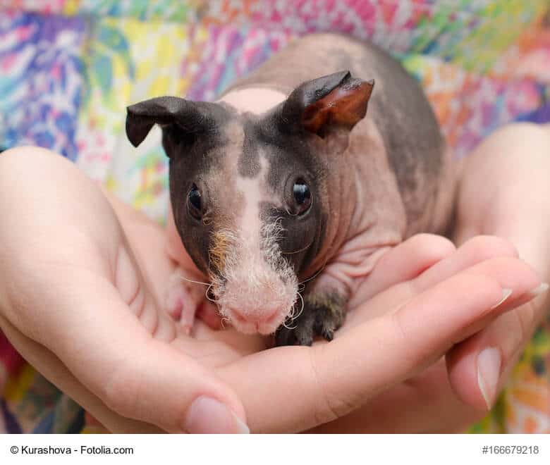 Nacktmeerschweinchen in Kinder Hand