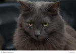 Nebelung Steckbrief