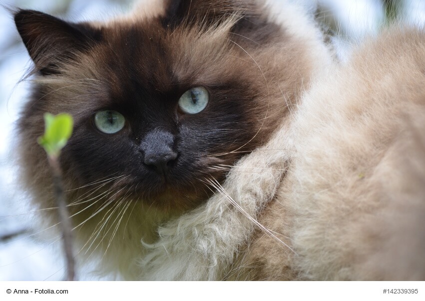 Neva Masquarade Katze in Nahaufnahme mit blauen Augen