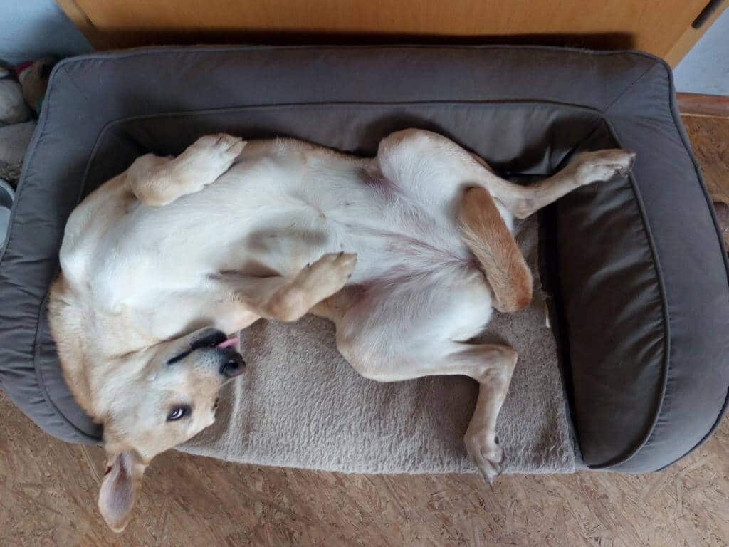 Noly liegt gemütlich im Orthopädischen Hundesofa mit Memory Foam 
