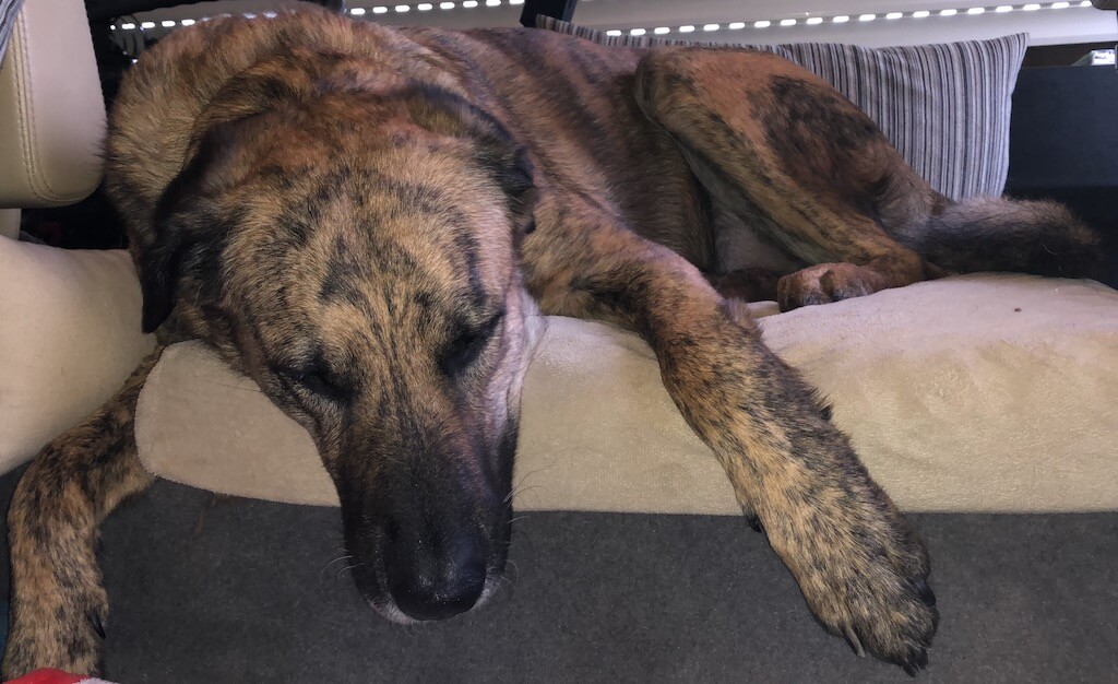 Ein braungetigerter Hund, unser Chief, liegt in einem Hundebett, der Kopf hängt raus und halb nach unten. Die Beschriftung lautet: Der Chief liebt es entweder seinen Kopf auf einem Rand abzulegen oder von seinem Hundebett herunterzufließen und sozusagen Kopf-unter zu liegen. Übrigens egal, wie groß sein Bettchen ist.