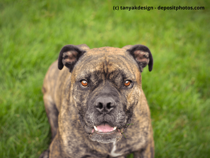 Old English Bulldog auf grünem Rasen