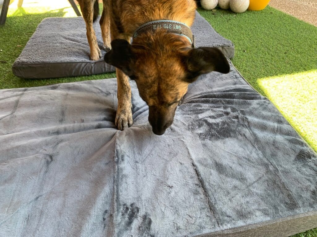 Chief hat den "Aufbau" der Matratze beaufsichtigt.