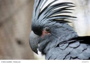 Tief schwarzer Vogel mit großem schwarzen Schnabel und schwarzer Gefiederhaube