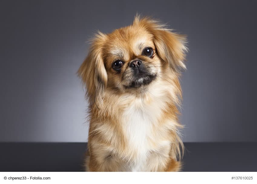 Pekinese Steckbrief