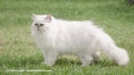 Steckbrief Perserkatze