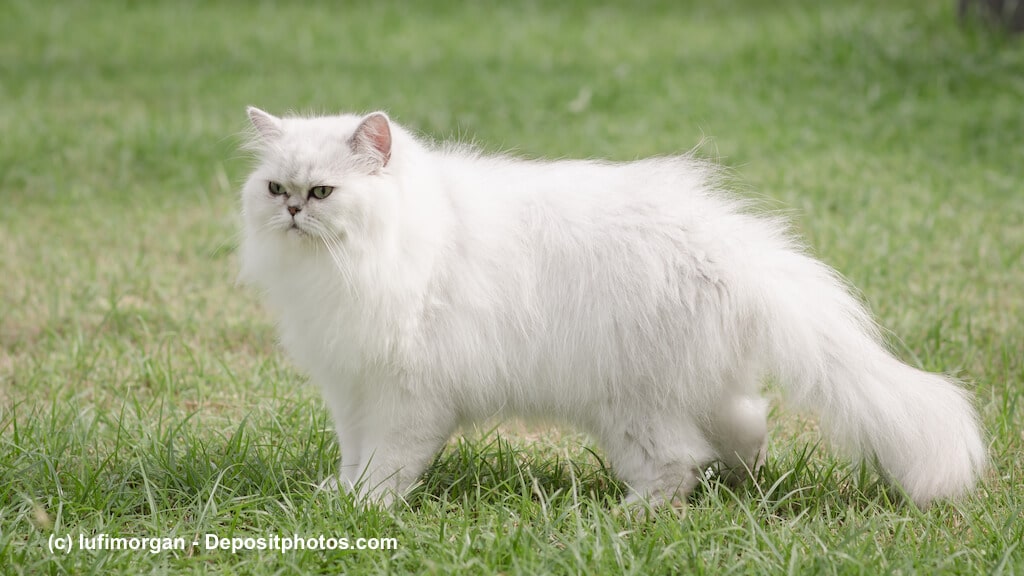 Steckbrief Perserkatze