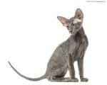 Junge Peterbald Katze sitzt. isoliert auf weiß