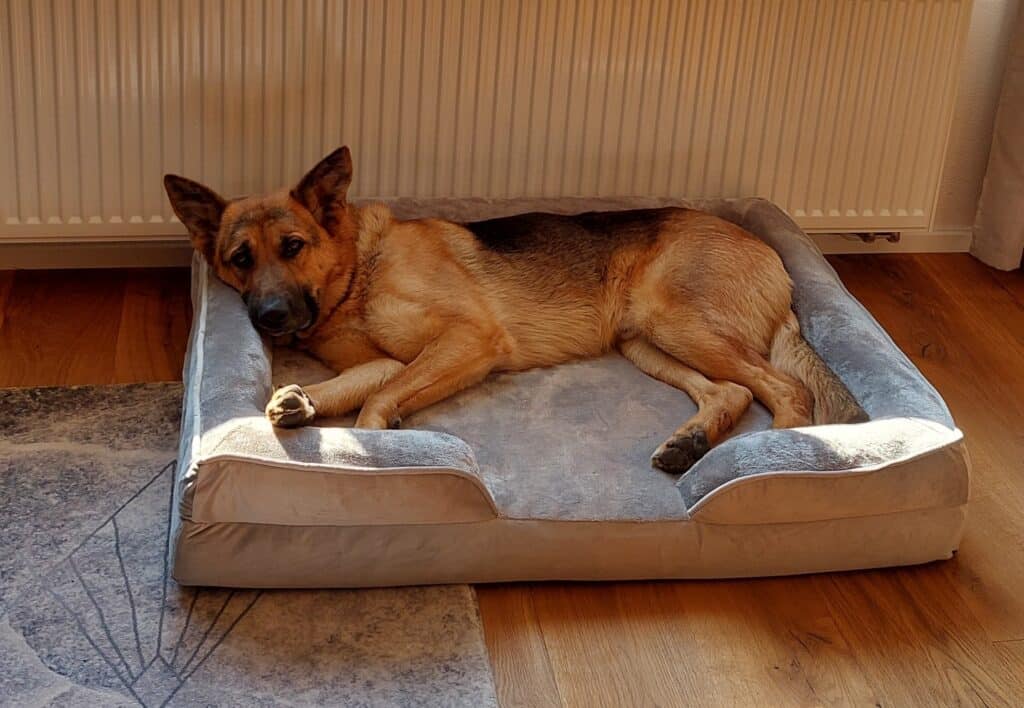 Schäferhund liegt in Petstuff Hundebett