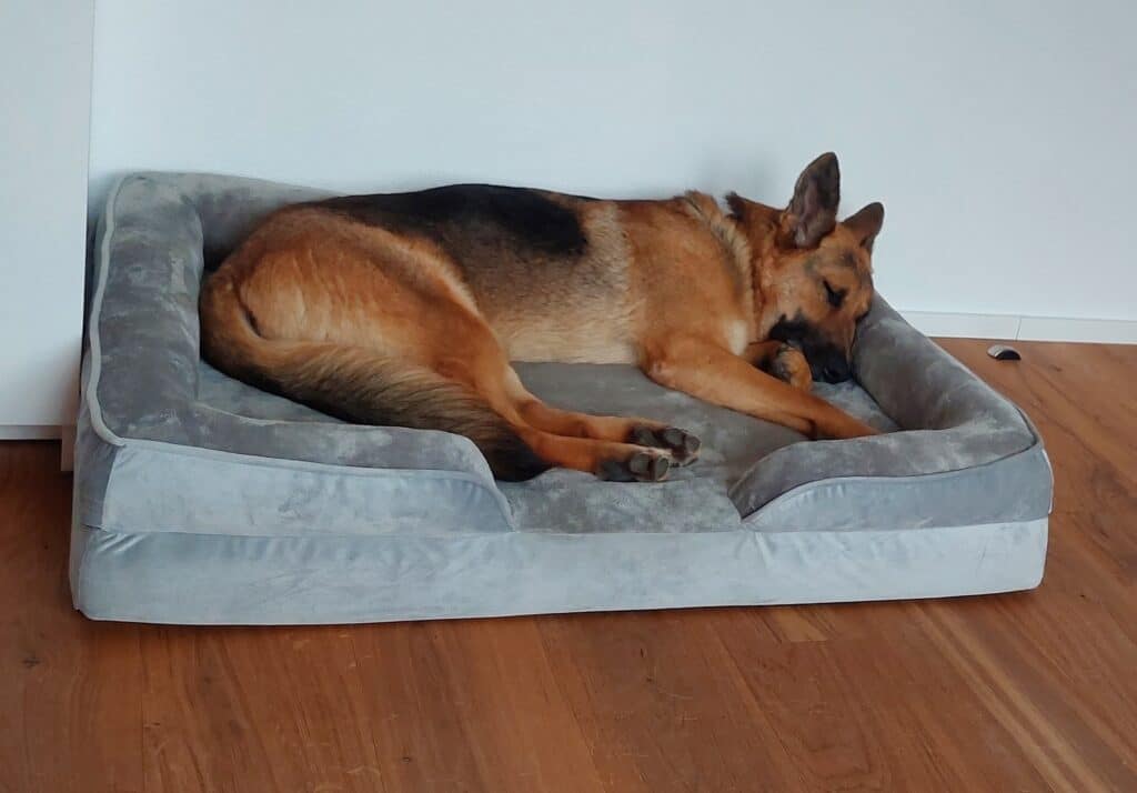 Schäferhund liegt in Petstuff Hundebett