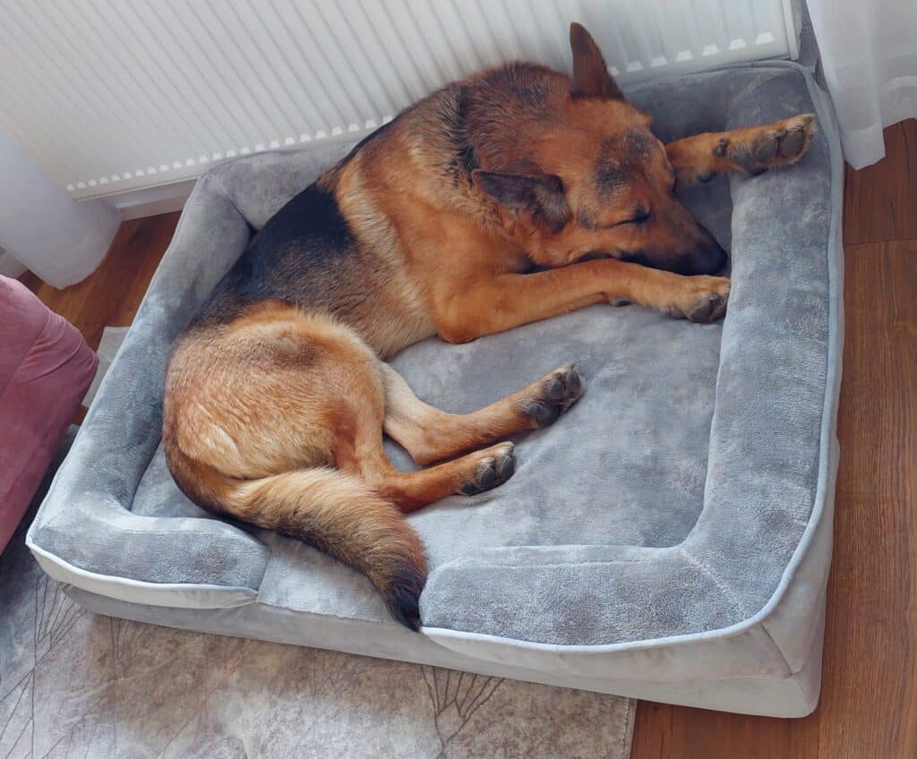 Schäferhund liegt in Petstuff Hundebett