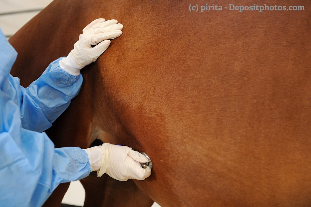 Eine Tierärztin hört einem Pferd den Bauch ab um eine Koli zu diagnostizieren.