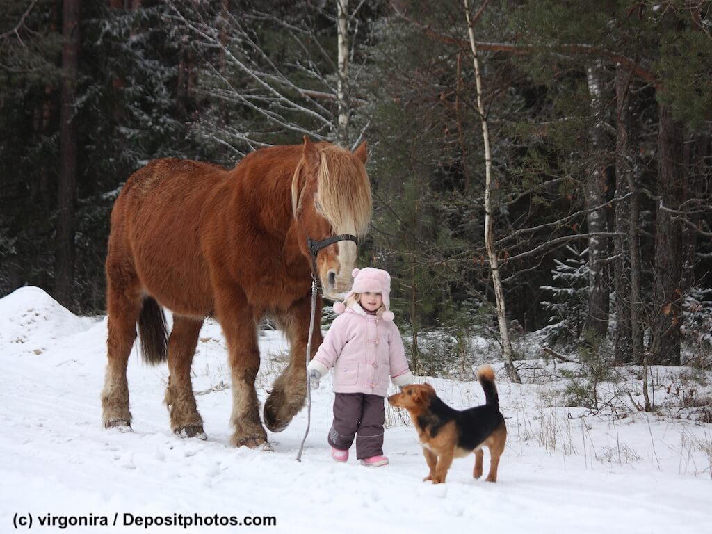 Hilfe wenn das Pferd geklaut wird