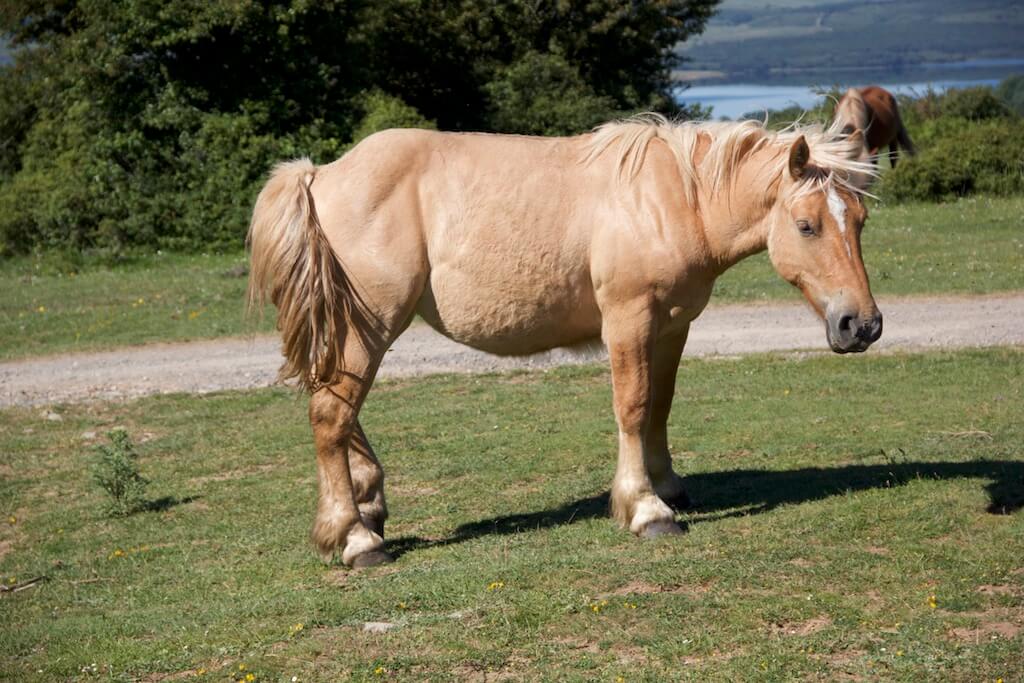Pferdefarben ein Isabell mit kleiner Blesse auf einer Weide