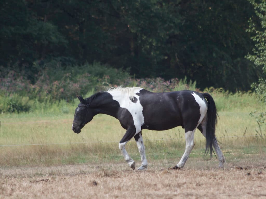 Ein schwarz-weiß geschecktes Pferd auf einer Weide