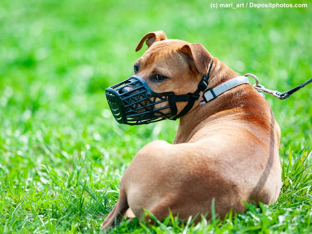 Pitbull Terrier mit Maulkorb liegt angeleint auf einer grünen Wiese