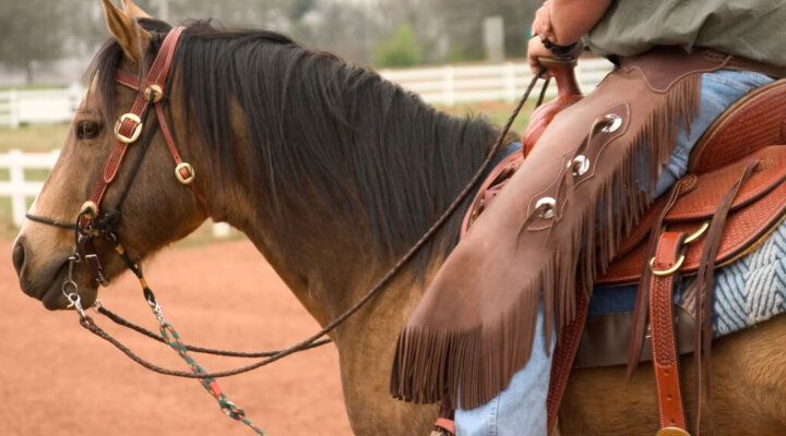 Quarter Horse