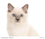 Ragdoll Steckbrief