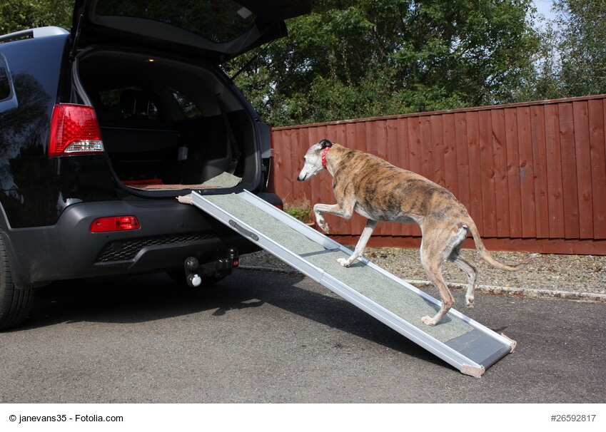 Auto und Treppenhilfen für Hunde