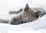 Rasseportrait Chartreux