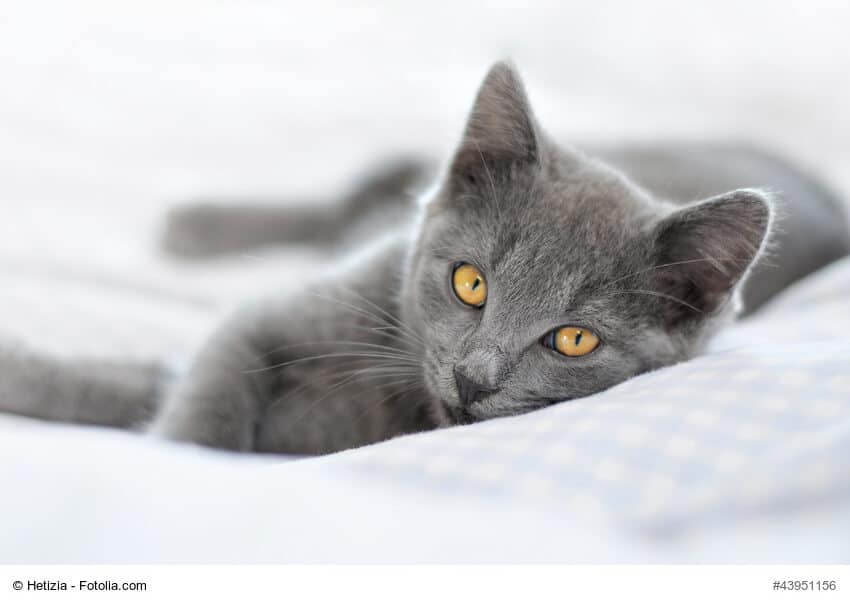 Rasseportrait Chartreux