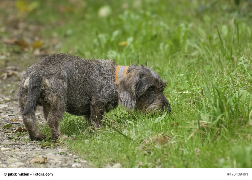 Kleiner Rauhaardackel schnüffelt im Gras