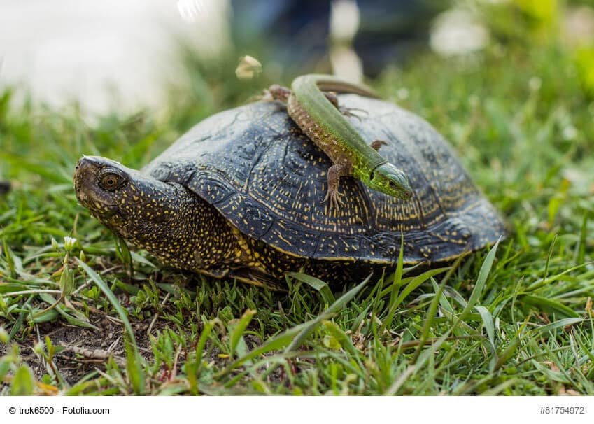 Reptilien als Haustier - Kleine, grüne Eidechse sitzt auf einer Schildkröte im Garten.