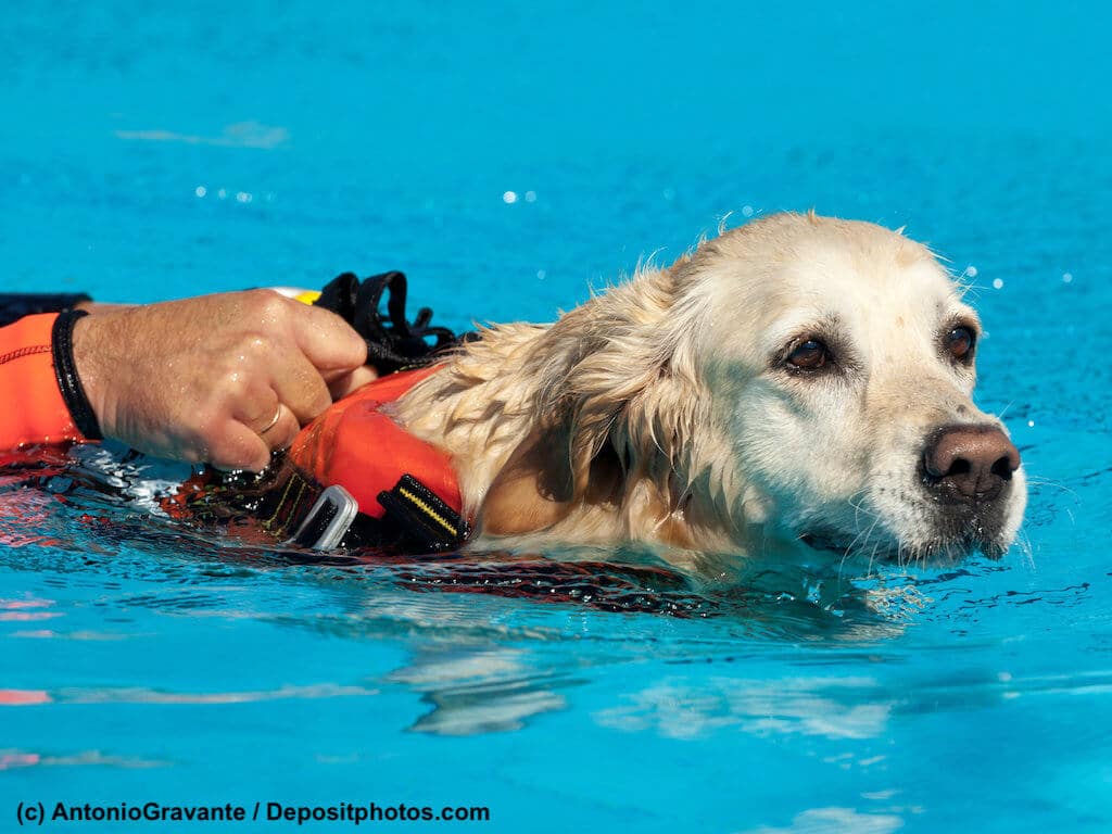 Labrador schwimmt mit Schwimmweste und zieht Person.