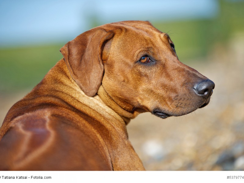 Bei reiner Zwingerhaltung verkümmert ein Rhodesian Ridgeback. Er braucht Familienanschluss.