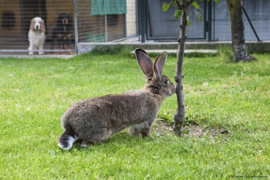 Ein Riesenkaninchen schnuppert im Garten an einem jungen Baum. Im Hintergrund zwei Hunde in einem Zwinger. Beschriftung lautet: Riesenkaninchen haben eine geringere Lebenserwartung als Zwergkaninchen.