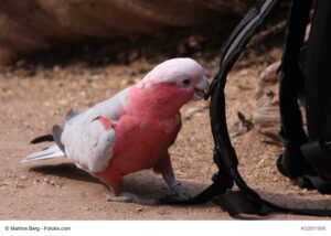 Rosakakdu, pink/grauer Vogel mit rosa Haube nagt gerade an einem kleinen Ast