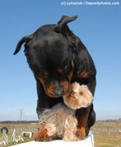 Rottweiler steht auf einem Podest und schaut nach unten zwischen einen Yorkshire Terrier, der zwischen seinen Pfoten sitzt und ihn anschaut und seine Schnute schleckt