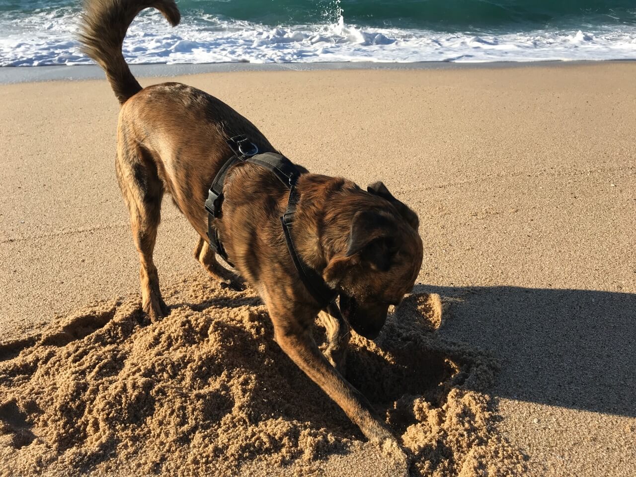 Ein Hund buddelt am Strand. Da ist ein Rückruf schwierig.