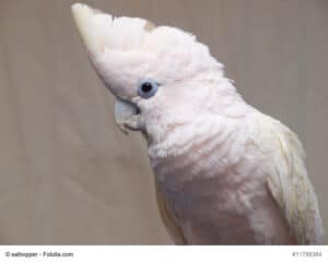 Salomonenkakadu, leicht rosa Vogel mit hellblauem Augenkranz