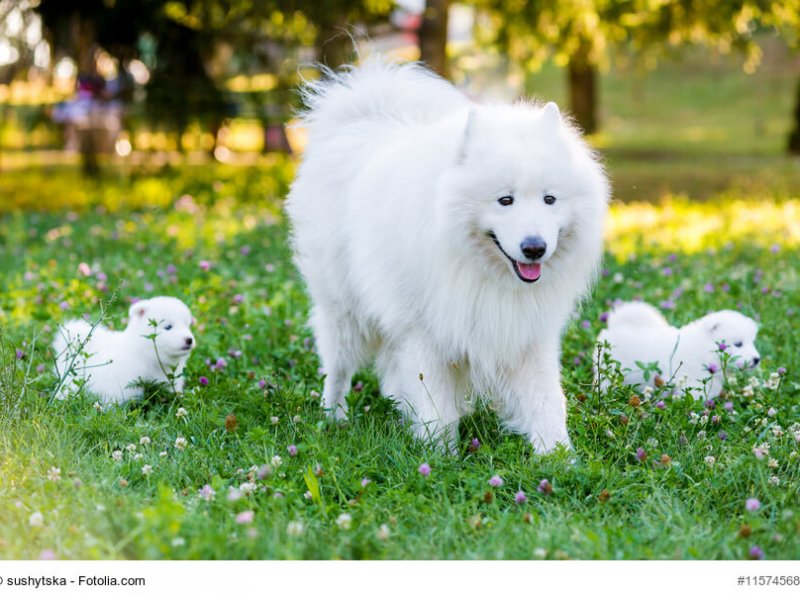 Samojeden Familie im Garten
