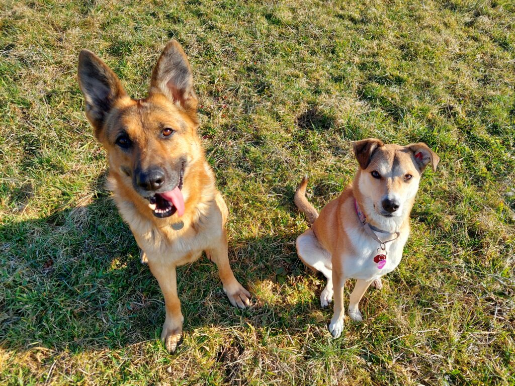 Ein Schäferhund und ein Mischlingshund sitzen auf einer Wiese