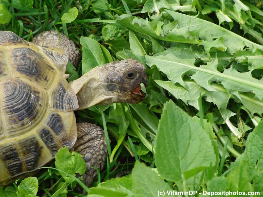 Landschildkröte frisst Löwenzahn