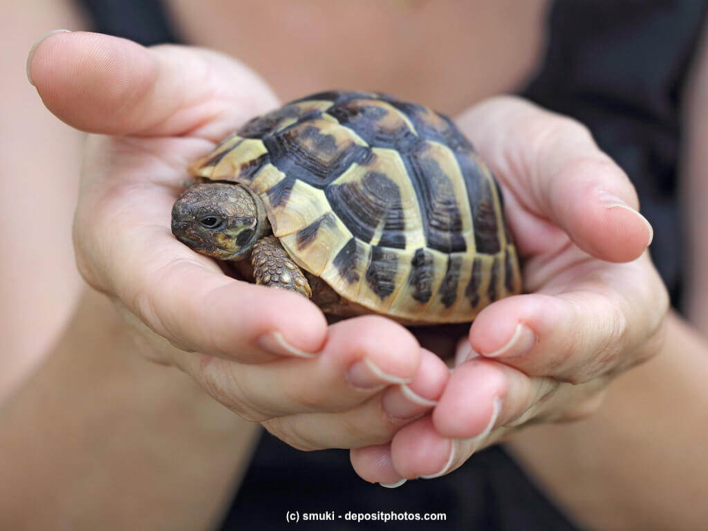 Landschildkröte in den Händen eines Mädchens