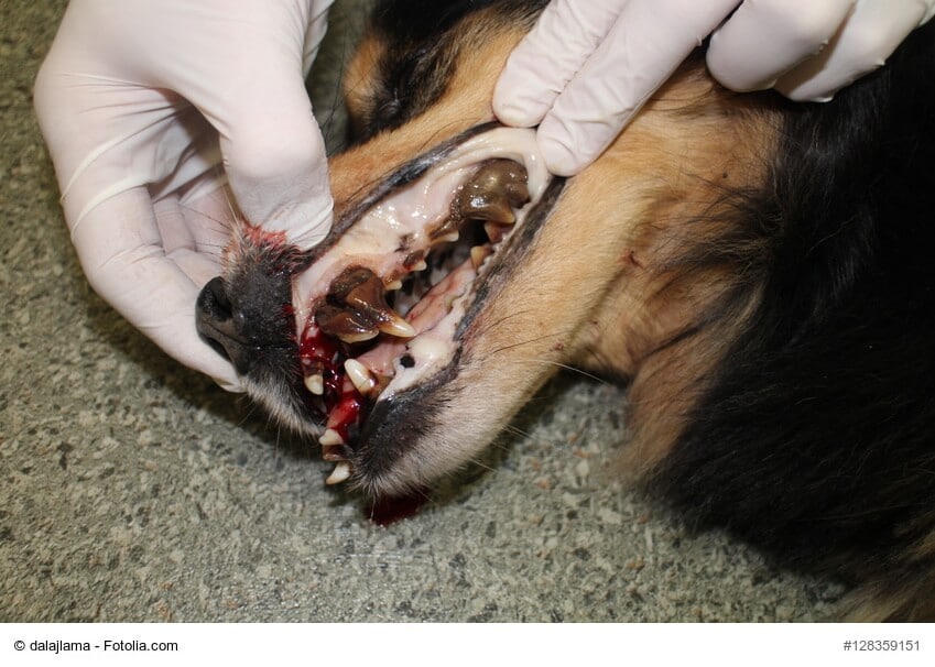 Hund mit fiesem Zahnstein