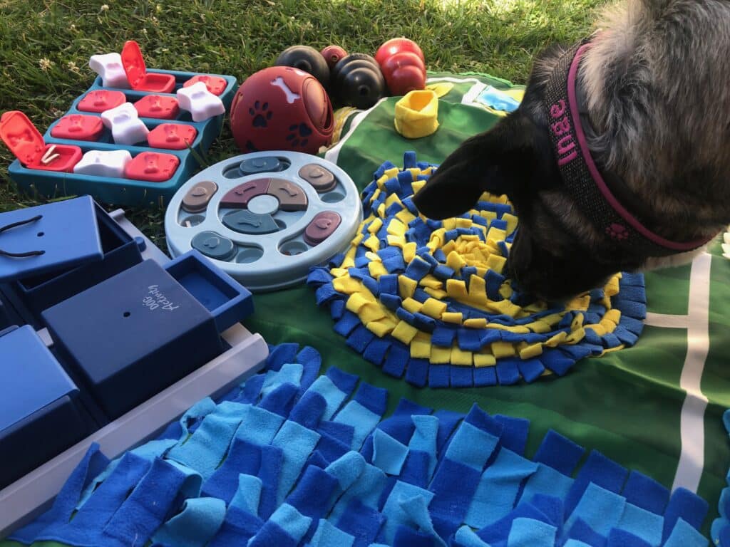 Ein graugetigerter Hund steckt von rechts seine Nase ins Bild und schnüffelt an einem Schnüffelteppich, der neben anderem Intelligenzspielzeug auf dem Rasen liegt. Die Beschriftung lautet: Es gibt verschiedene Intelligenzspielzeuge für Hunde.