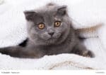 Schottische Faltohrkatze Steckbrief