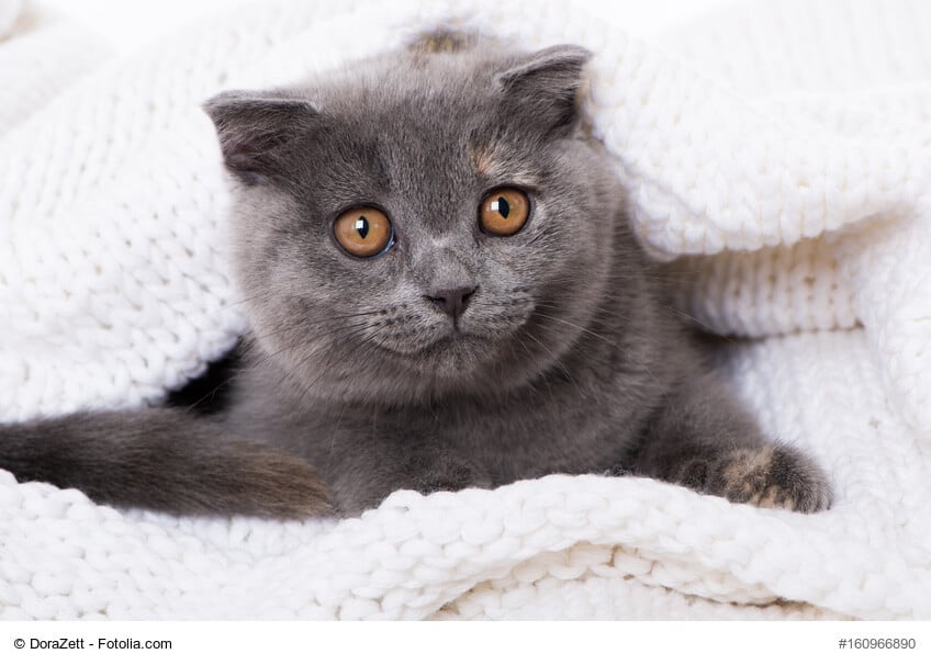 Schottische Faltohrkatze Steckbrief
