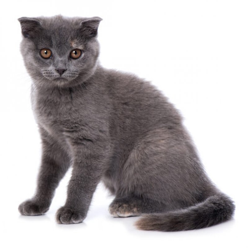 Schottische Faltohrkatze blau/ grau