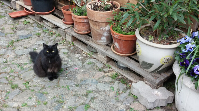 Schwarze Katze vor Blumentöpfen