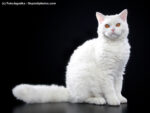 Weiße Selkirk Rex auf schwarzem Hintergrund Steckbrief