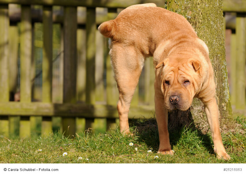 Shar Pei hebt Hinterbein und markiert an einem Baum