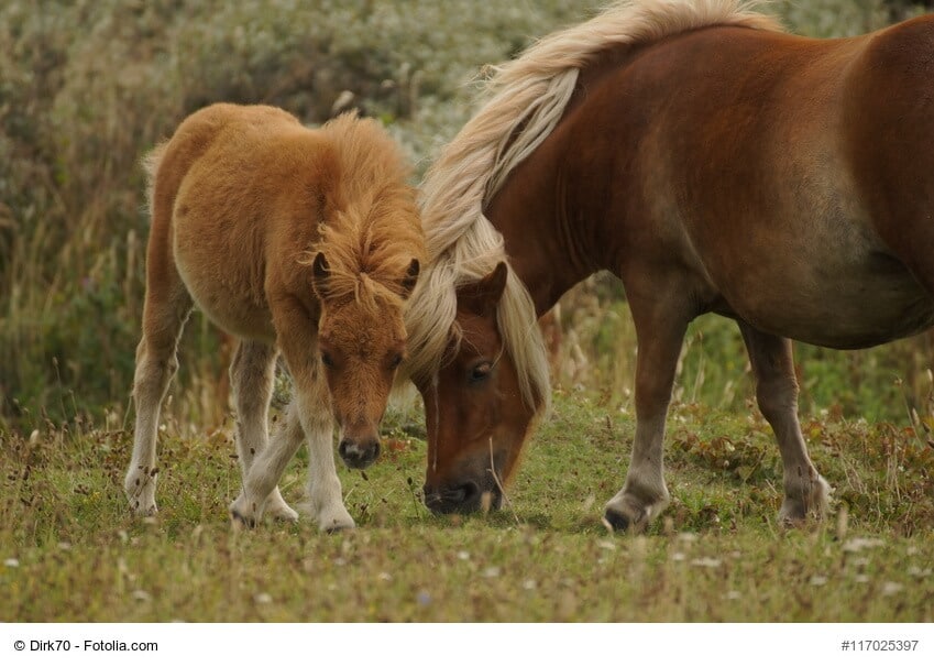 Pures Pferde Glück, Shetland Pony mit Fohlen